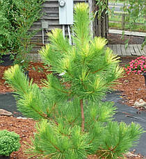 Сосна тунберга Ogon 3 річна, Сосна тунберга Огонь, Pinus thunbergii Ogon, фото 5