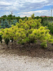 Сосна тунберга Ogon 3 річна, Сосна тунберга Огонь, Pinus thunbergii Ogon, фото 6