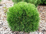 Сосна гірська Варелла С2 (Pinus mugo Varella), фото 3