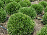 Сосна гірська Варелла С2 (Pinus mugo Varella), фото 3