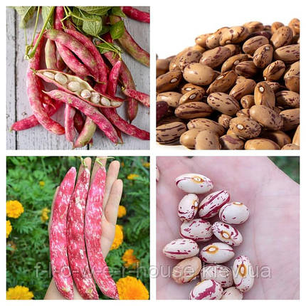 Насіння Квасоля кущова Борлотто 15г, фото 1
