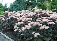 Очиток (очитник) видный Матрона / Sedum (Hylotelephium) spectabile Matrona