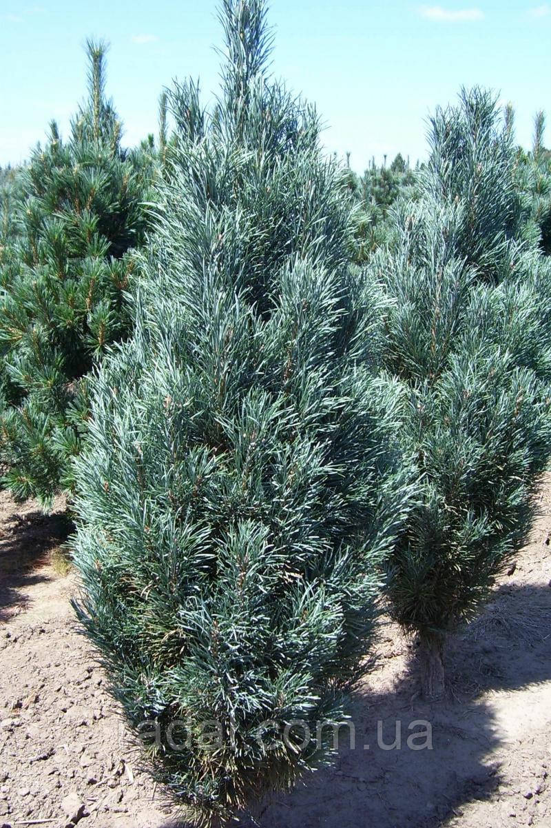 Сосна звичайна Фастигіата C3 (Pinus sylvestris Fastigiata)