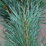 Сосна звичайна Фастигіата C3 (Pinus sylvestris Fastigiata), фото 2