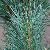 Сосна звичайна Фастигіата C3 (Pinus sylvestris Fastigiata), фото 3