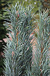 Сосна звичайна Фастигіата C3 (Pinus sylvestris Fastigiata), фото 4