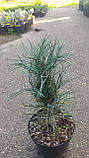 Сосна звичайна Фастигіата C3 (Pinus sylvestris Fastigiata), фото 5