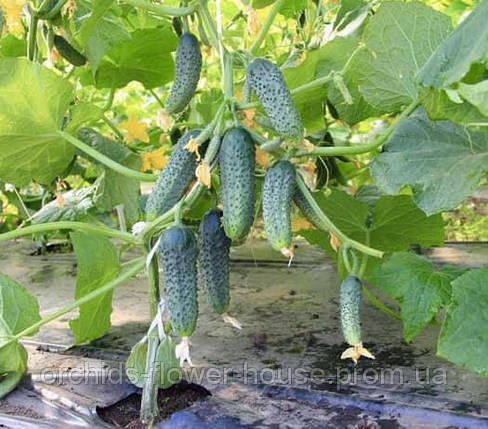 Насіння Огiрок Кущовий (5г), фото 1