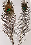 Пір'я павича Павлине Око Натуральне перо 36-47см, фото 9
