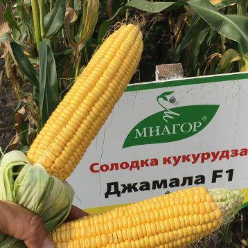 Насіння кукурудзи цукрової Джамала F1 50шт ТМ МНАГОР, фото 3