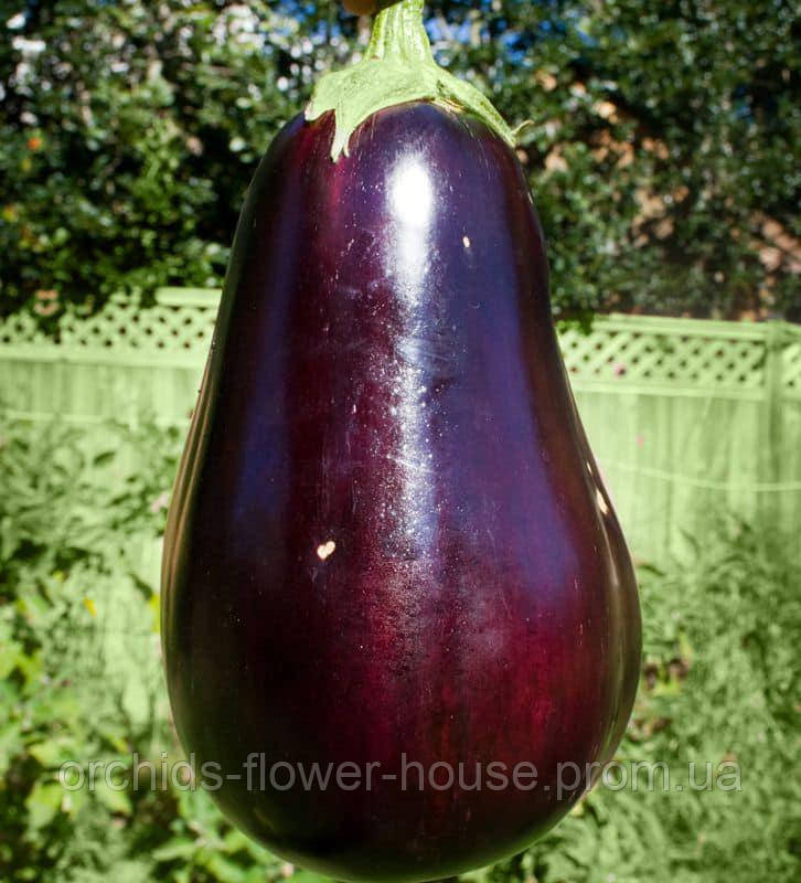 Насіння Баклажан Царська ікра (0.3г)