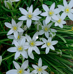 Цибулини Орнітогалум, Птахомлічник, Птахомлечник (Ornithogalum) Umbellatum садовий