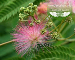 Albizia julibrissin 'Ombrella', Альбіція іранська 'Омбрелла',40-60см,C3.6 - горщик 3,6л