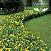 Hypericum 'Hidcote', Звіробій 'Хідкот',40см,C3.6 - горщик 3,6л