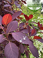 Cotinus coggygria 'Royal Purple', Скумпія звичайна 'Роял Пьорпл',40см,C3.6 - горщик 3,6л