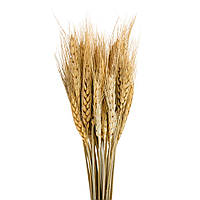 Букет из сухоцветов "Пшеница" (бежевая) 60 см