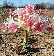 Кринум Брунсвигия Босмания (Brunsvigia Bosmaniae)