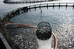 Розробка програми для підвищення рибопродуктивності в галузі рибництва