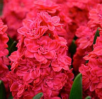 Гиацинт махровый Холлихок (Hyacinthus Hollyhock)