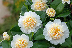 Камелія японська Brushfield's Yellow ( Брашфілдс жовта)  с 1.5  2.5год