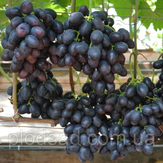 Виноград Краса Балок