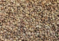 Семена эспарцета, многолетняя кормовая трава медонос, кг
