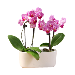 Горщики для Орхідей