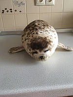 3D тюлень около 35 см плюшевая игрушка ( подушка ) Темный Морской лев Сувенир подарок