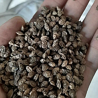 Семена Эспарцета песчаный, медонос, 25 кг Качество