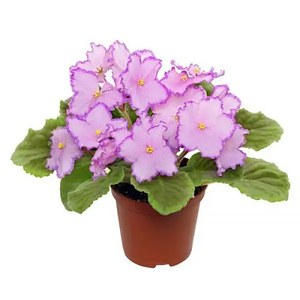 Горщики для Пальм