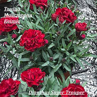 Гвоздика многолетняя Dianthus Super Trouper