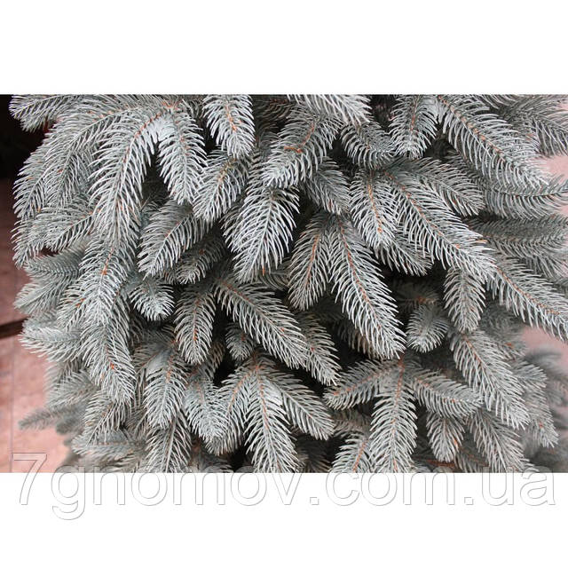 Искусственная елка литая ПРЕМИУМ голубая 1,20 - 3,50 м.