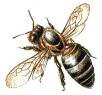 Бджолиний підмор, підмор бджіл (літній збір)