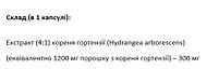 Гортензія (Hydrangea EX) Santegra, фото 4