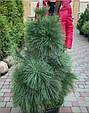Сосна Шверіна 'Вітхорст'   Pinus schwerinii 'Wiethorst',, фото 4