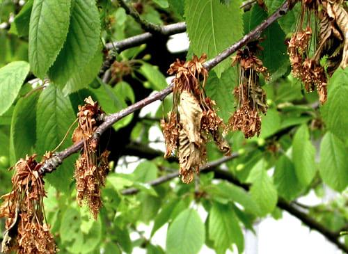 Обробка дерев мідним купоросом