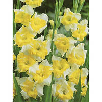 Гладіолус Buggy 3 шт