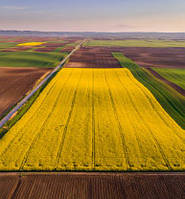 Ріпак ярий ЛАКРІЦ