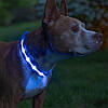 Світлодіодний LED-нашийник USB світний для собак і котів Blue S 11900-65900, фото 4