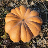 Вест 10 шт насіння гарбуза Lark Seeds США, фото 3