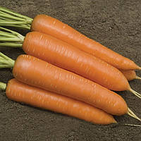 Семена моркови Монанта, ранняя "Rijk Zwaan", Нидерланды - 5г (Агро Імідж)