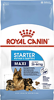 Сухий корм Royal Canin Maxi Starter для цуценят великих порід до 2 місяців 4 кг (3182550778770)