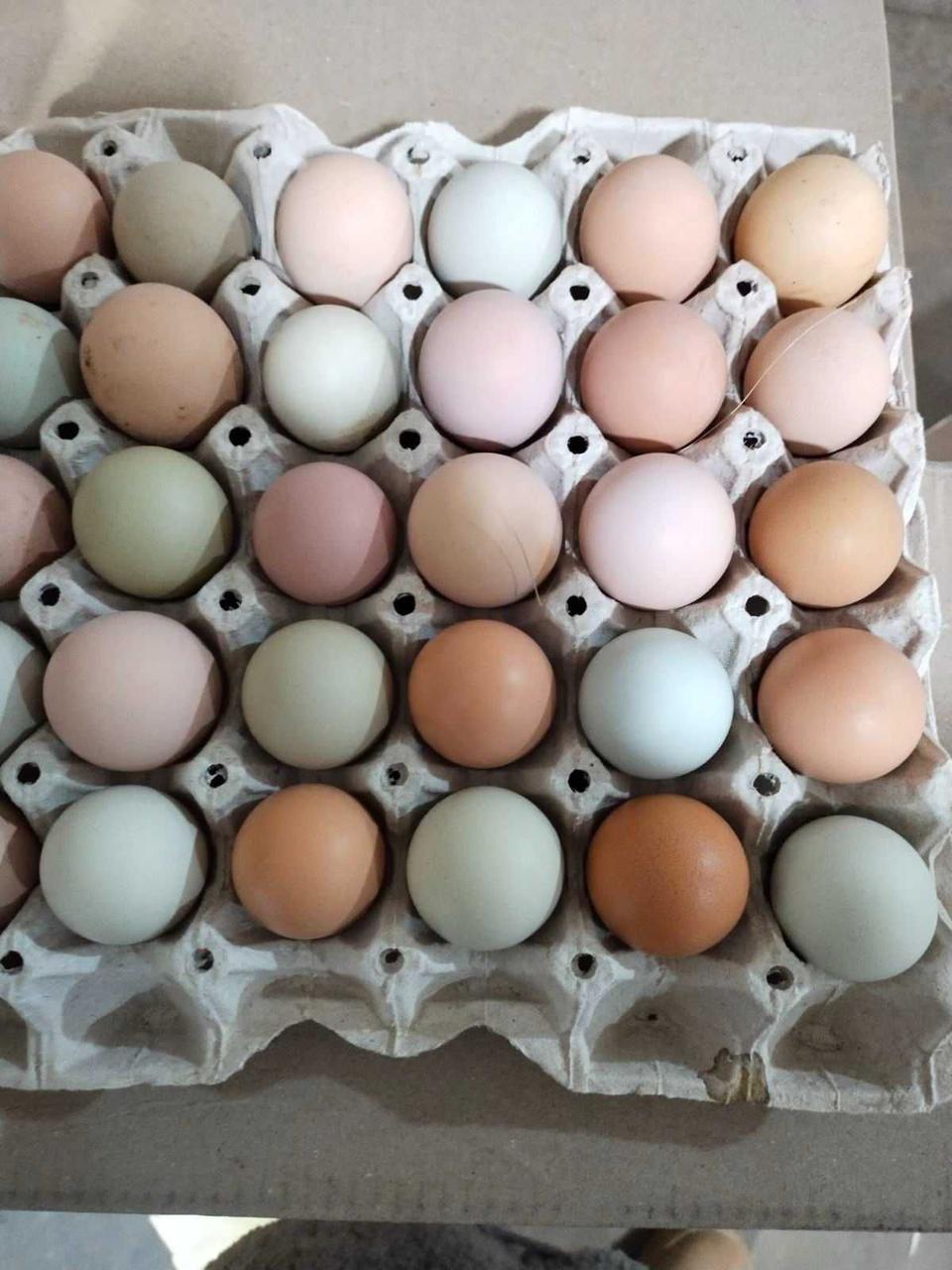 Інкубаційне яйце - фото 6 - id-p2086591747