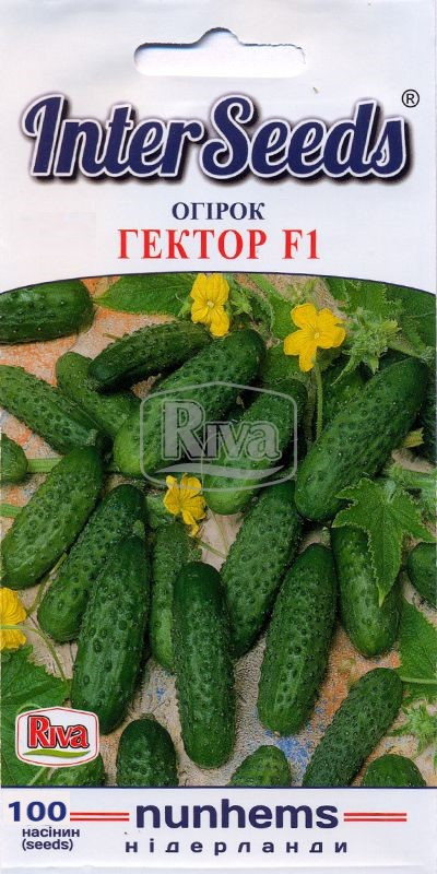 Насіння Огірок Гектор F1, 100шт, Nunhems B.V.,  Нідерланди