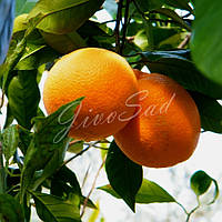 Апельсин "Верна", самоплодный