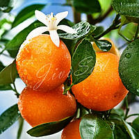 Апельсин "Гамлин", самоплодный