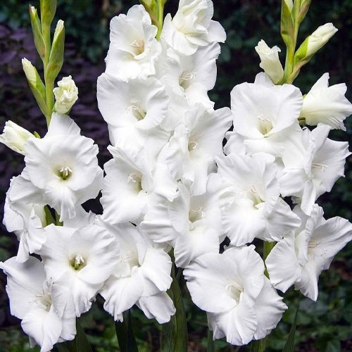 Гладіолус "Bangladesh" 3 шт., фото 1