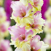 Гладіолус "Mon Amour" 3 шт