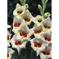 Гладіолус сорту "Бамбино Messina" 3шт.