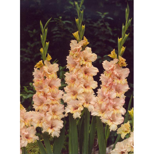 Гладіолус гофрований Sacramento Frizzle 3 шт., фото 1